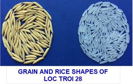 Gạo Hạt Ngọc Trời Thiên Vương 5kg
