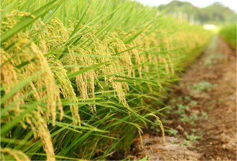 Tư vấn mở đại lý gạo
